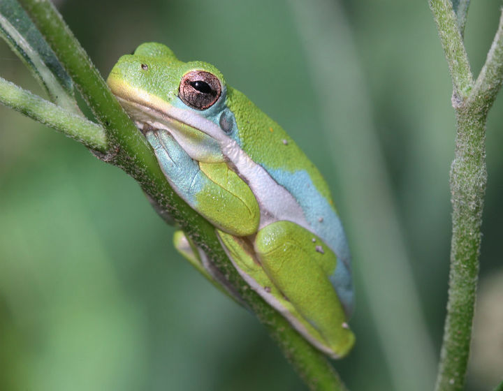 Green Treefrog